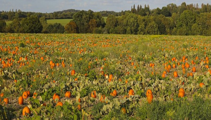 Farmer Scotts Pumpkin Patch Brentwood