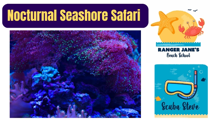 Nocturnal Seashore Safari