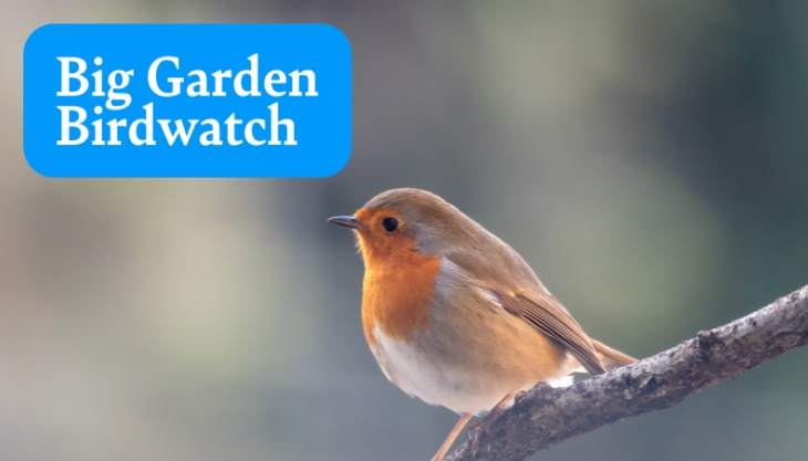 RSPB Big Garden Birdwatch