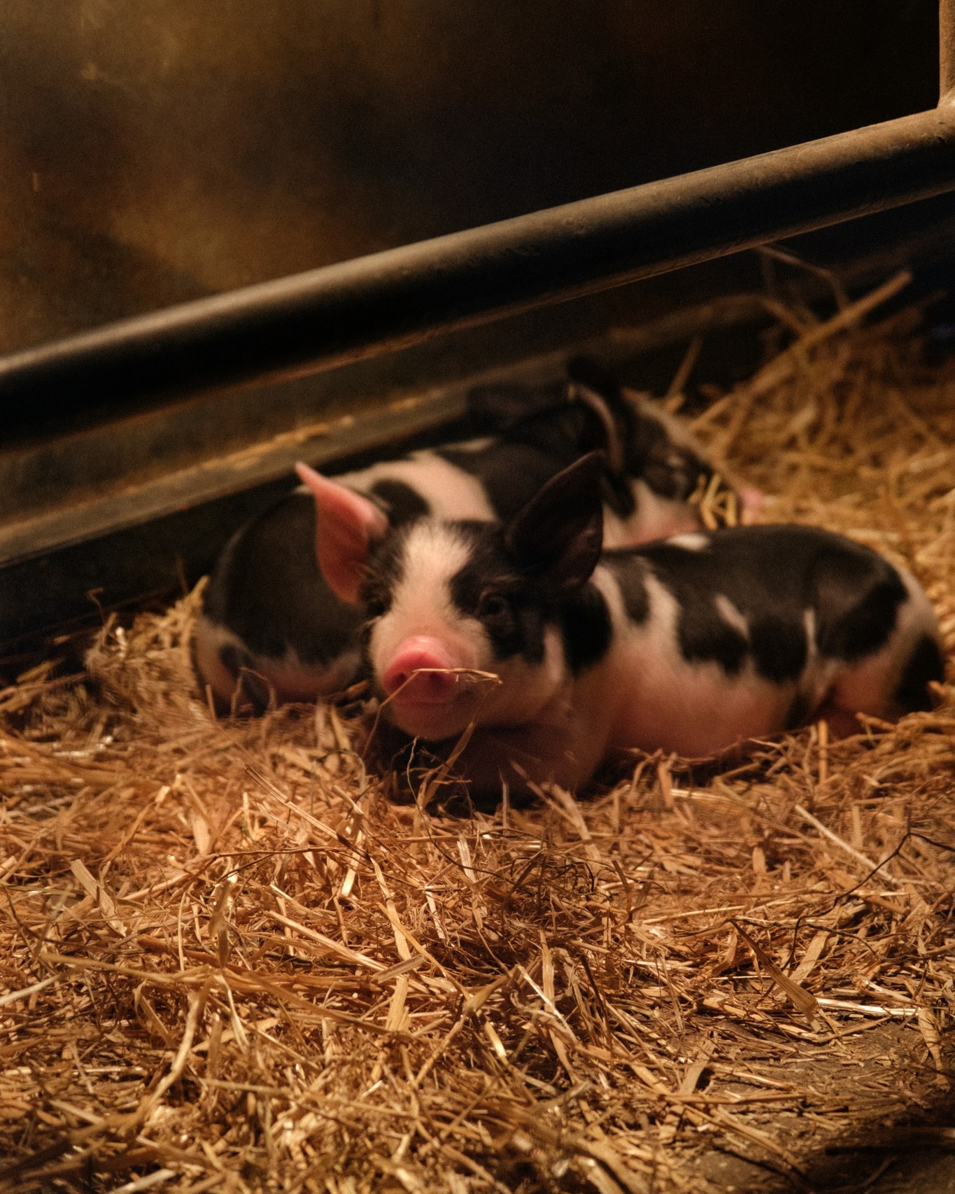 Pig Feeding @ Wimpole Farm