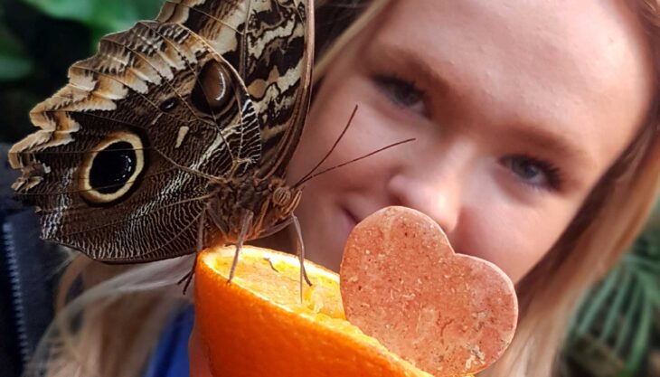 February Half Term at the Butterfly Farm