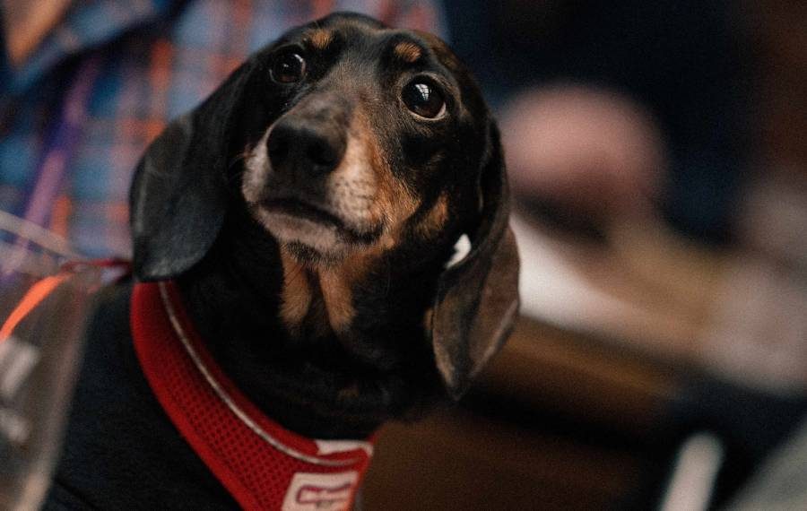 Raise the Woof!, The Glasshouse Gateshead