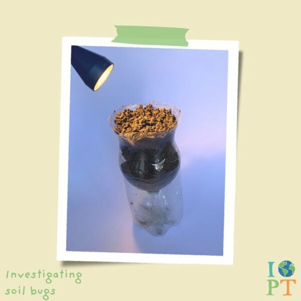 Eco activity kit - Incredible insects - Image 10