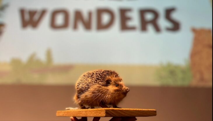 Thinktank half term show – Wild Wonders