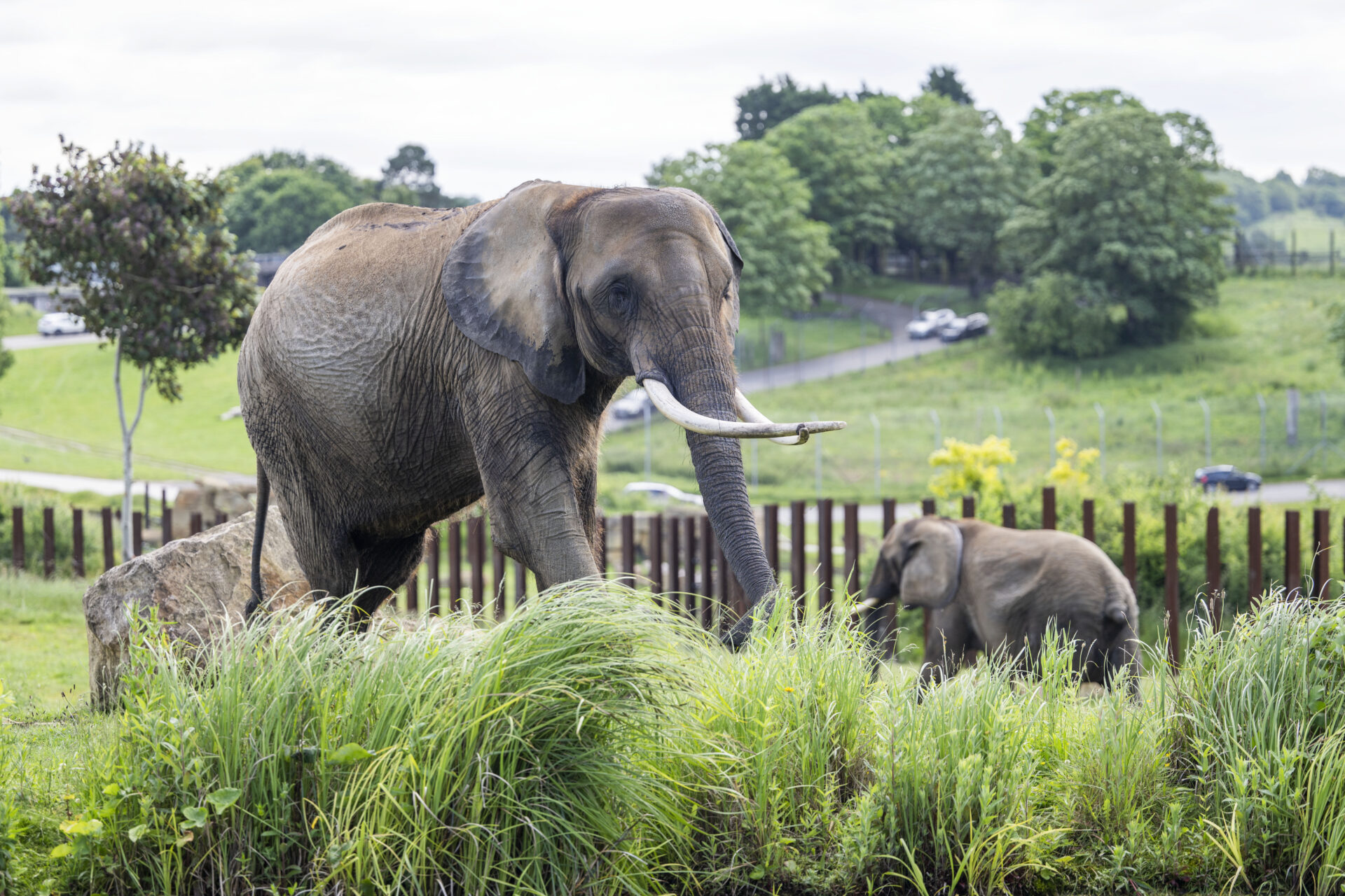 KIDS’ TV FAVOURITES AND ELE-FANTASTIC CONSERVATION FOR HALF TERM AT SAFARI PARK…