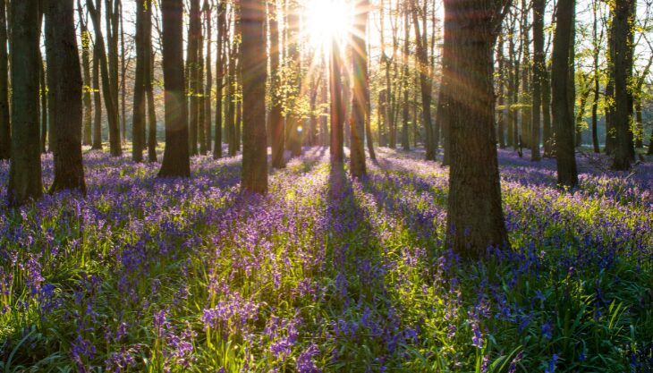 Spring Trails Solihull Warwickshire