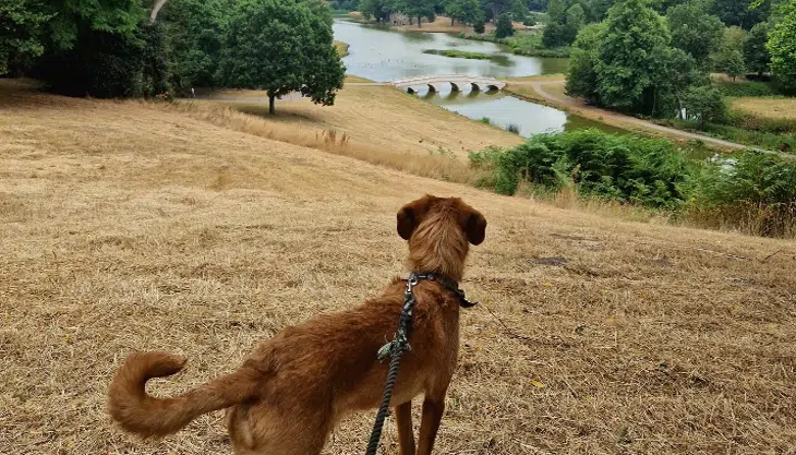 Celebrate Surrey Day and Dogs at Painshill