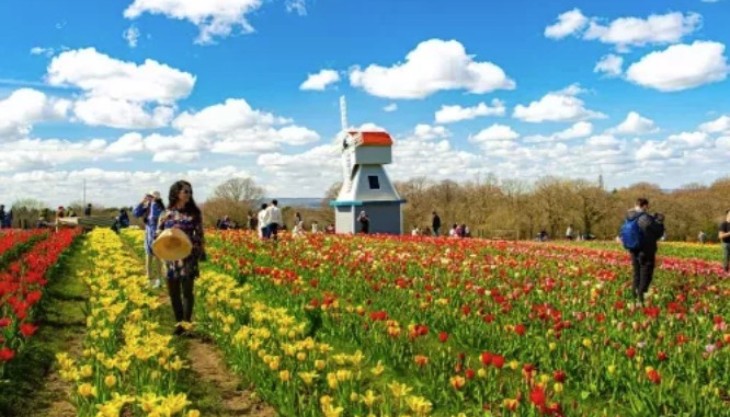 Tulley’s Tulip Garden, Warwickshire