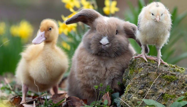 Families Enjoying The Spring Festivities At The Godstone Farm Easter Spectacular 2025, Meeting The Easter Bunny And Exploring Various Fun-filled Activities.