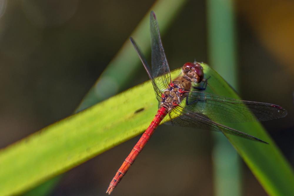 Dragonfly Festival, WWT Washington