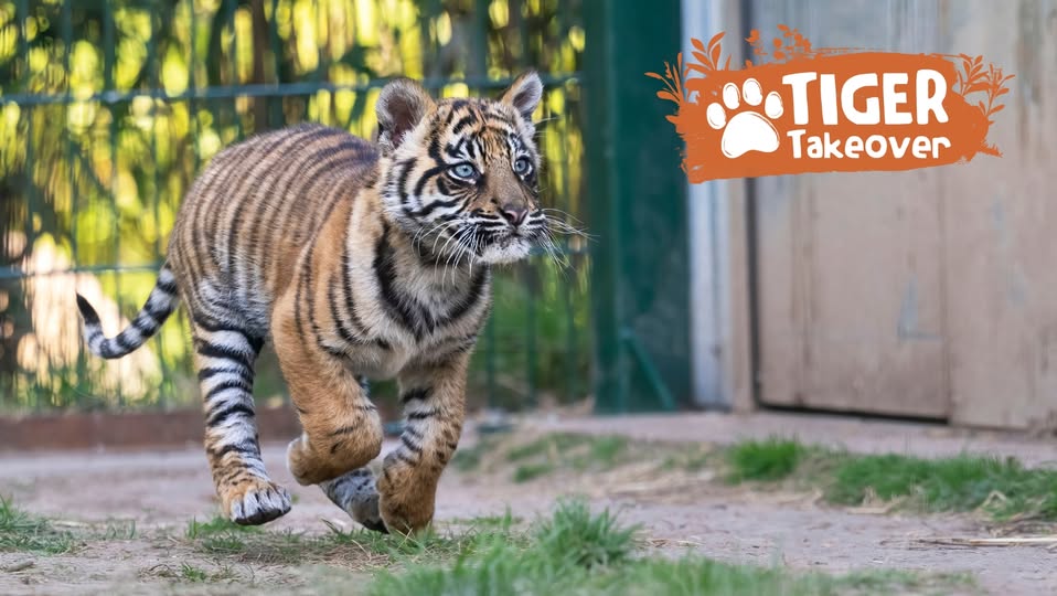 Tiger Takeover at West Midland Safari Park