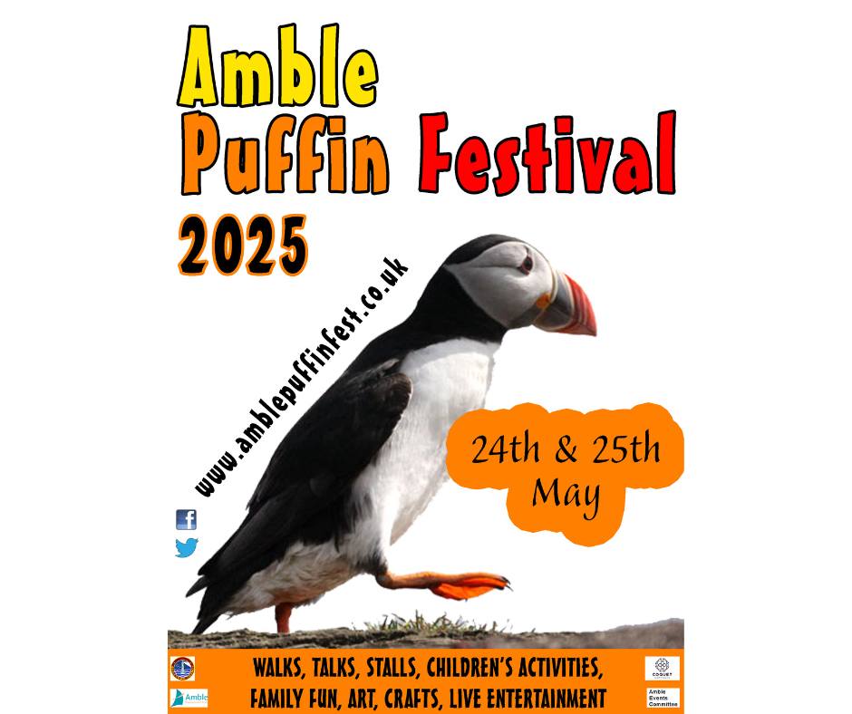 Amble Puffin Festival