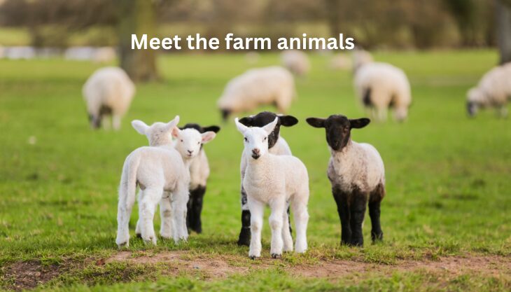 Cute Farm Animals At Eastnor Castle