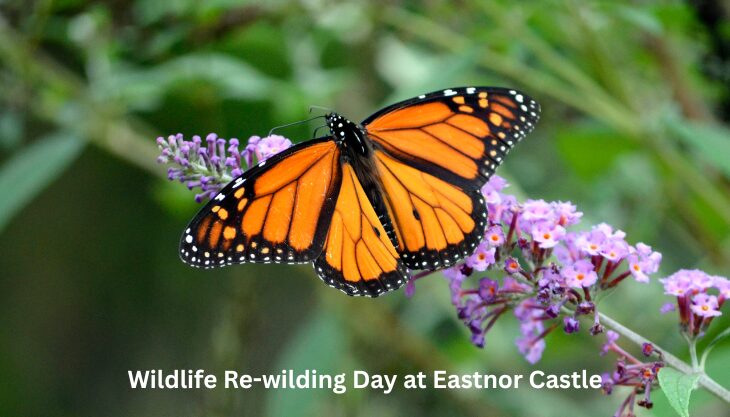 Wildlife Re-wilding Day at Eastnor Castle