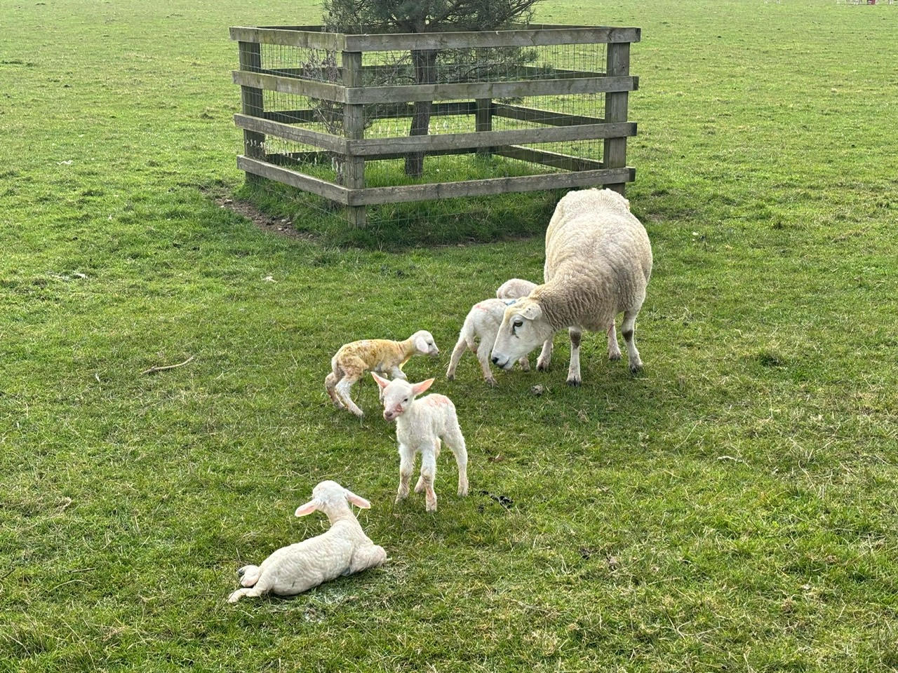 Hollow Trees Farm