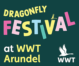 Dragonfly Festival