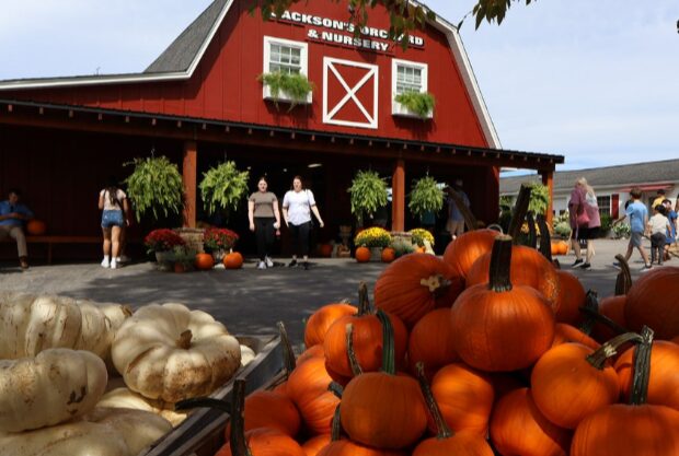 Pumpkins and Potions