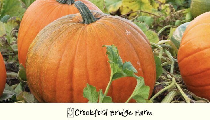 Crockford Bridge Farm – Weybridge