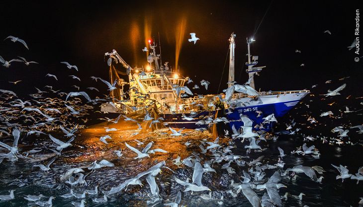 Wildlife Photographer of the Year Exhibition at Wolverhampton Art Gallery
