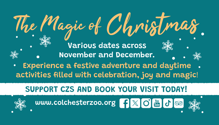 The Magic of Christmas