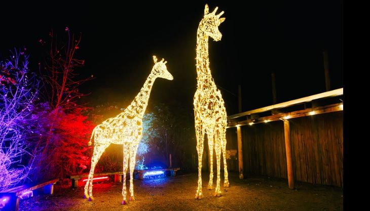 Enchanted, Knowsley Safari