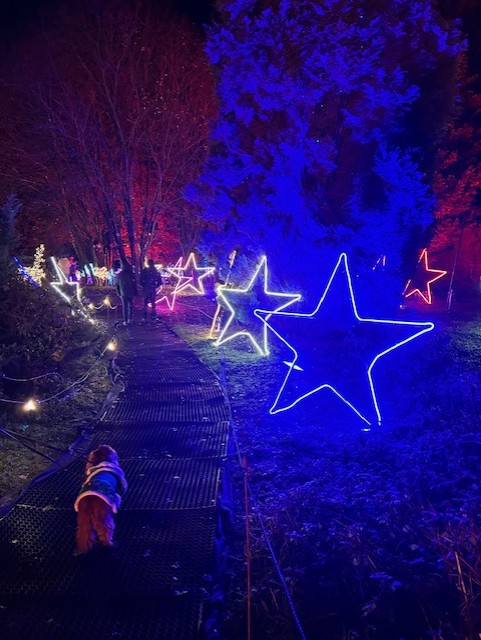 Dog walking past star lights at Enchanted Adventures Christmas Light Trail at Himley Hall & Park 