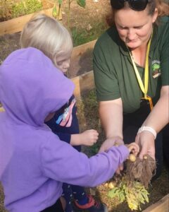 The World Outside Kindergarten - 2 children and a teacher harvesting baby potatoes that have grown