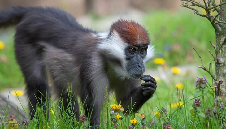 Easter Holidays at Colchester Zoo