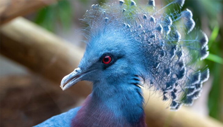 Scales, Tails and Feathers Weekend