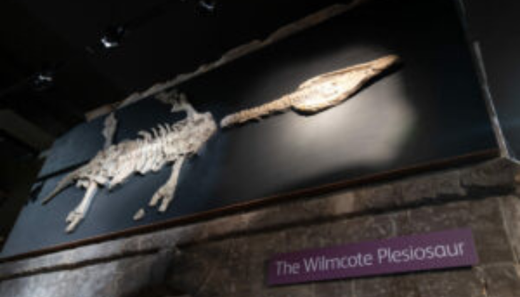 Fossil Trail at Market Hall Museum