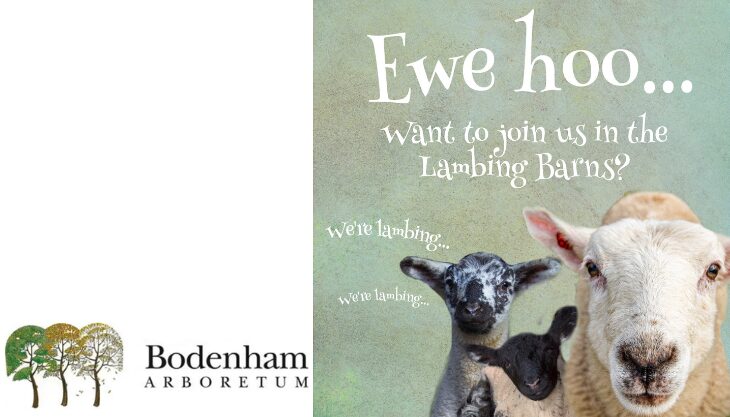 Lambing at Bodenham Arboretum