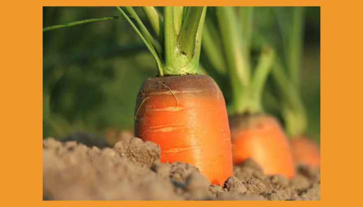 Easter in Altrincham – The Golden Carrot Trail and Carrot Workshops