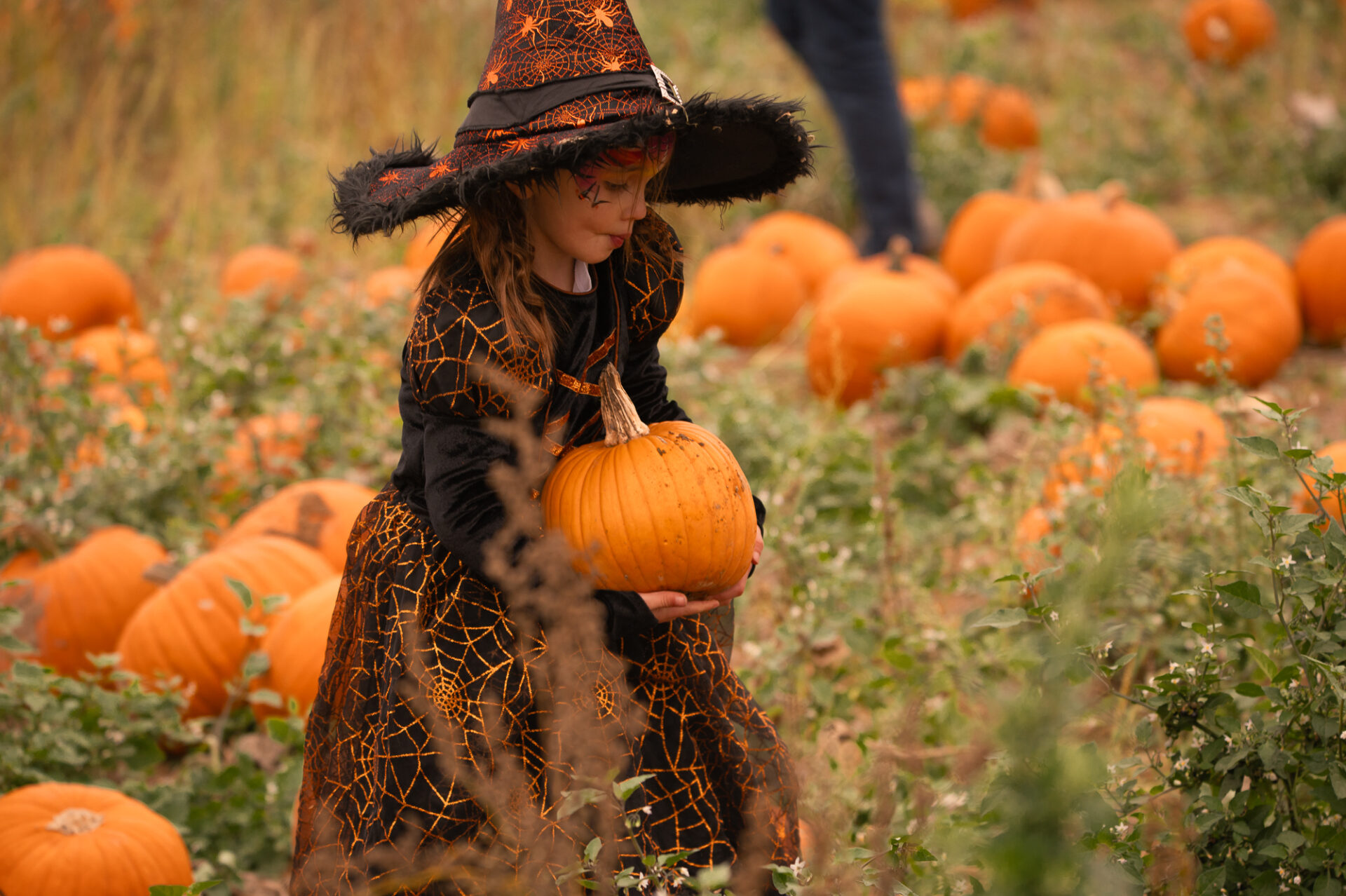 Rogate Pumpkin Patch Ticket Launch 26