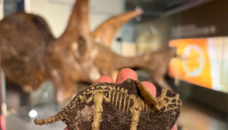 Fabulous Fossil Workshops at Thinktank