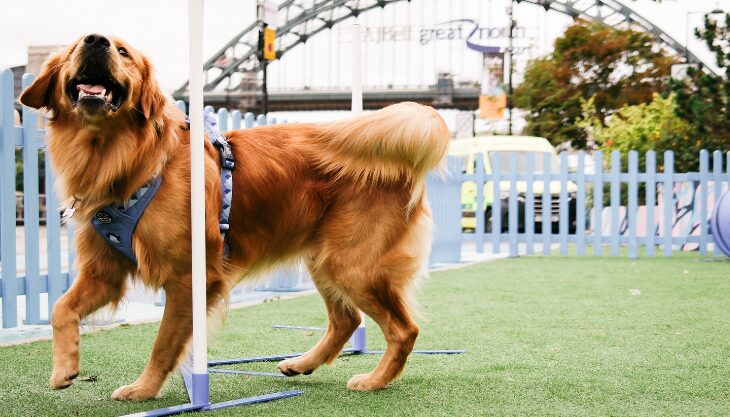 NE1 Dog on the Tyne, Newcastle Quayside