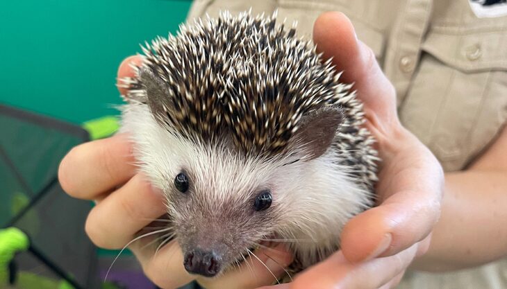 Resorts World Birmingham Monthly Preschooler Petting Zoo