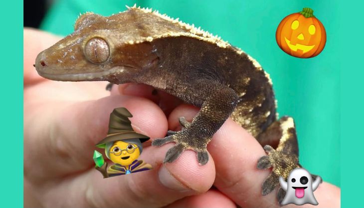 Halloween Reptile Extravaganza at Mabel’s Cafe and Tea Rooms