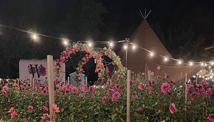Disco in the Dahlias at Webbs