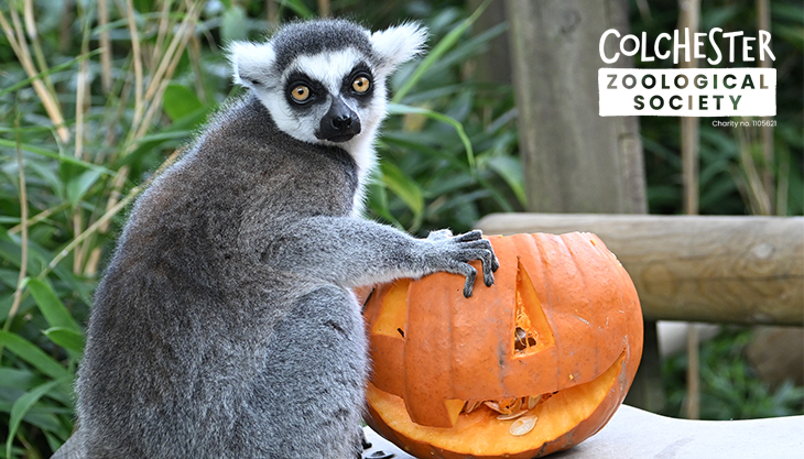 Colchester Zoo Halloween 26