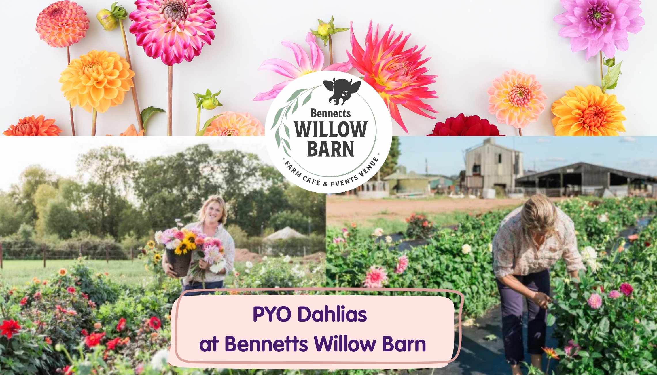 PYO Dahlias at Bennetts Willow Barn