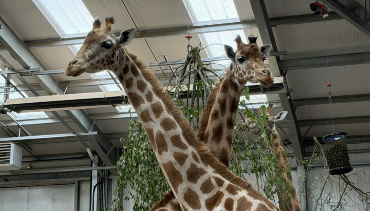 ‘Gorgeous’ Bonomanzi And Eloise Complete The Herd At Twycross Zoo