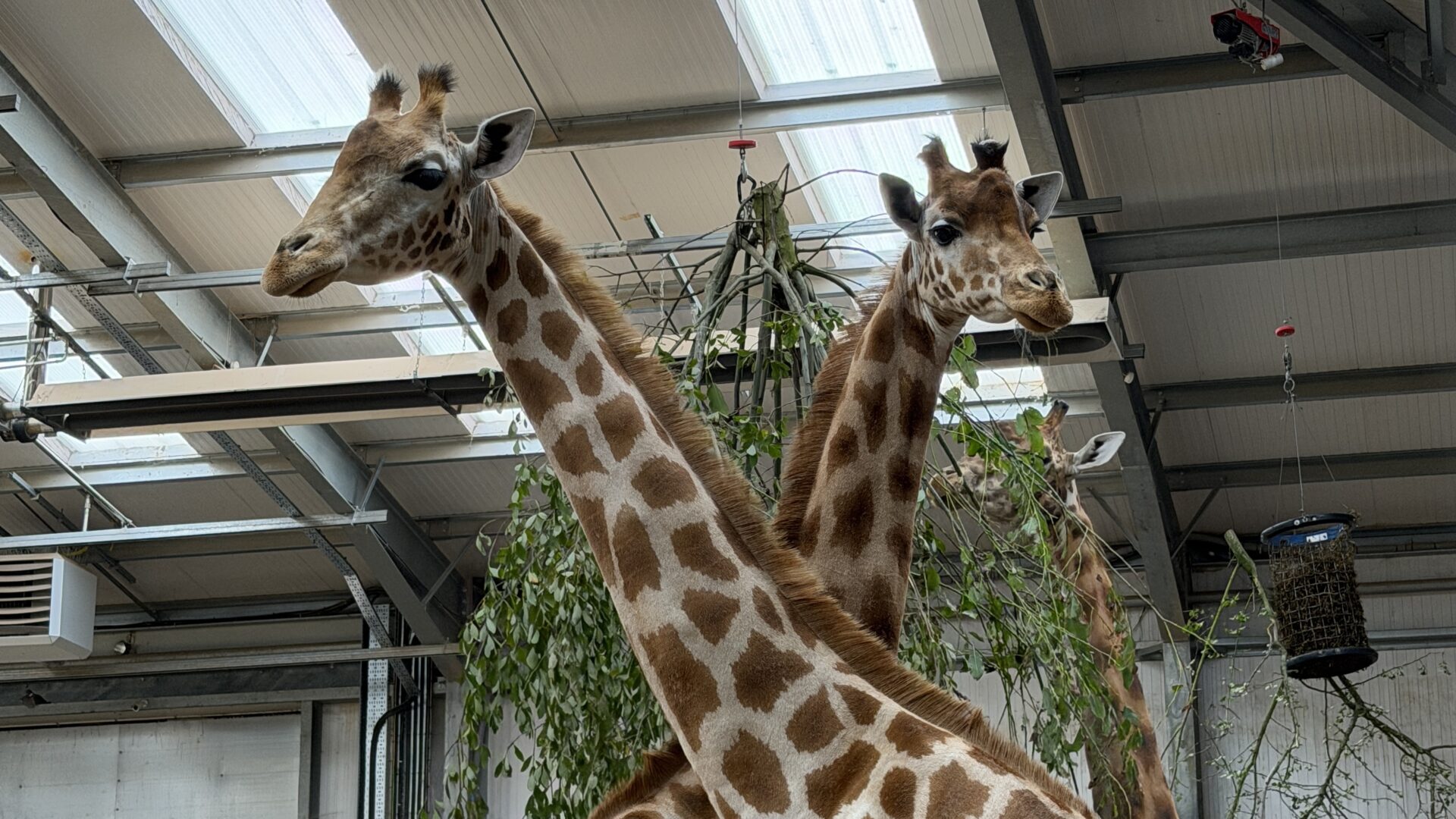 ‘Gorgeous’ Bonomanzi and Eloise complete the herd at Twycross Zoo