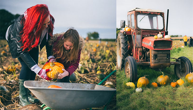 Yorkshire Pumpkins – PYO