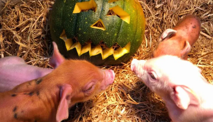 Spooky Harvest Festival at Little Owl Farm Park