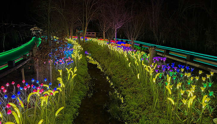 Enchanted Trail of Light